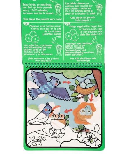 Водні розмальовки *Магічні перетворення * Життевий цикл - Зображення 2