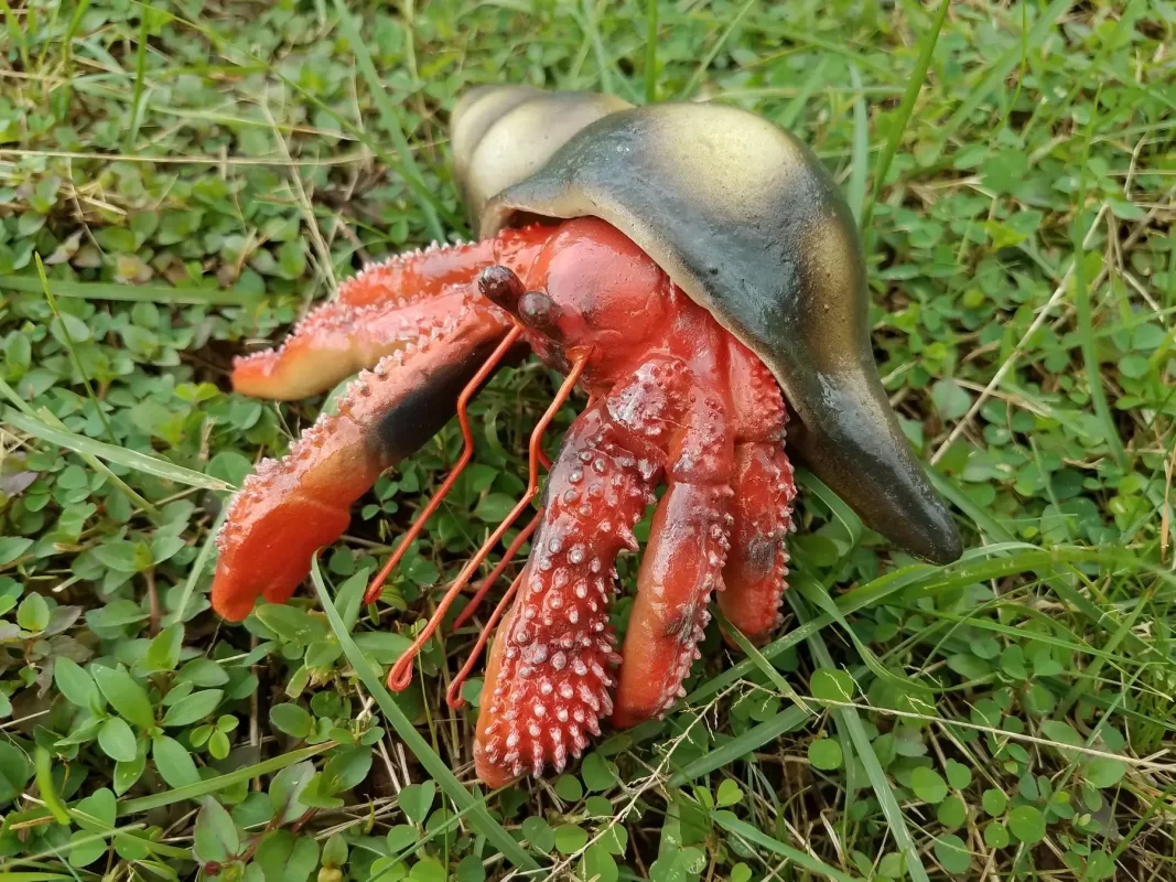 Рак-самітник червоний з мушлею 15 cm (см)