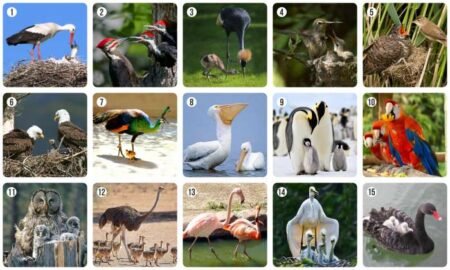 Ми-Ми-Мемо Птицы - Зображення 2