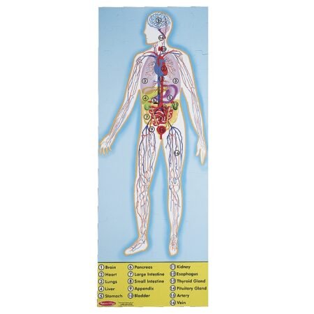 Мега-пазл  Будова людини , 100 елементів Melissa&Doug (MD445) - Зображення 3