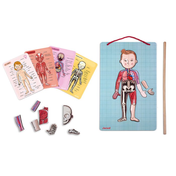 Ігровий магнітний набір Janod Тіло людини J05491 - Зображення 4