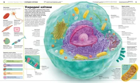Енциклопедії DK : Енциклопедія знань. Тіло людини (у)(1740) - Зображення 3