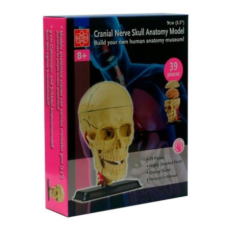 Модель черепа з нервами Edu-Toys збірна 9 см (SK010)