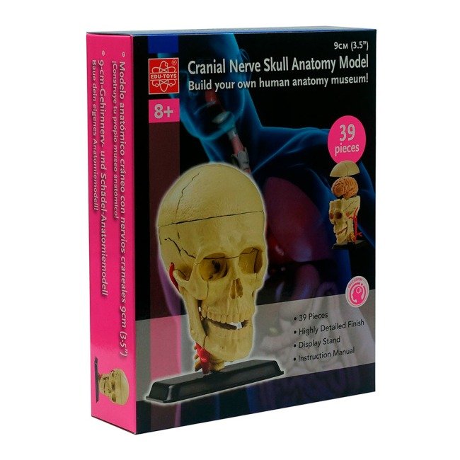 1 Модель черепа з нервами Edu-Toys збірна 9 см (SK010) - Зображення 1