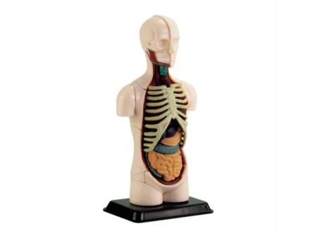 Модель тулуба людини Edu-Toys збірна 12,7 см (SK008)