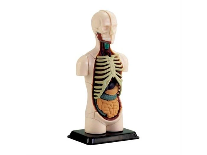 1 Модель тулуба людини Edu-Toys збірна 12,7 см (SK008) - Зображення 1