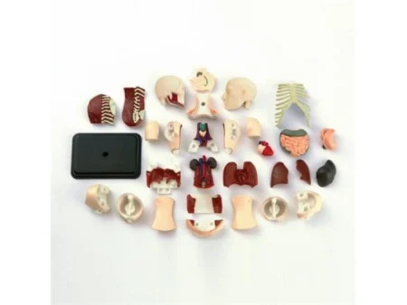 Модель тулуба людини Edu-Toys збірна 12,7 см (SK008) - Зображення 2