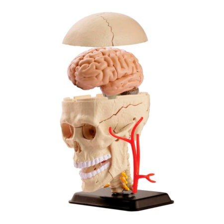 Модель черепа з нервами Edu-Toys збірна 9 см (SK010) - Зображення 3