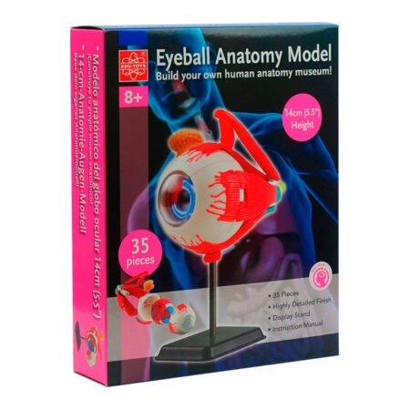 Модель очного яблука Edu-Toys збірна 14 см (SK007)