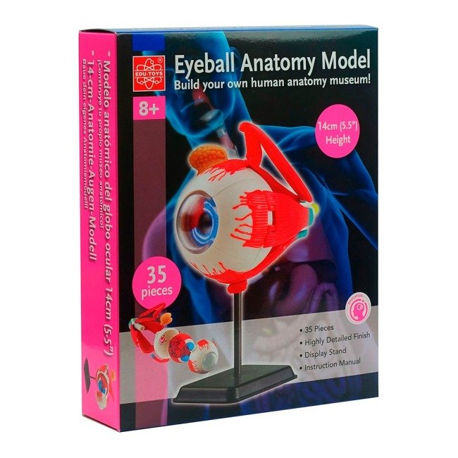 6 Модель очного яблука Edu-Toys збірна 14 см (SK007) - Зображення 1