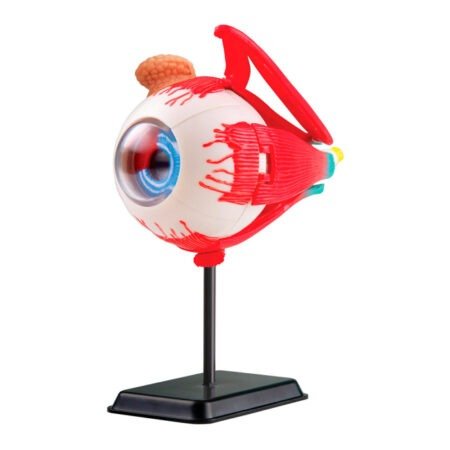 Модель очного яблука Edu-Toys збірна 14 см (SK007) - Зображення 2